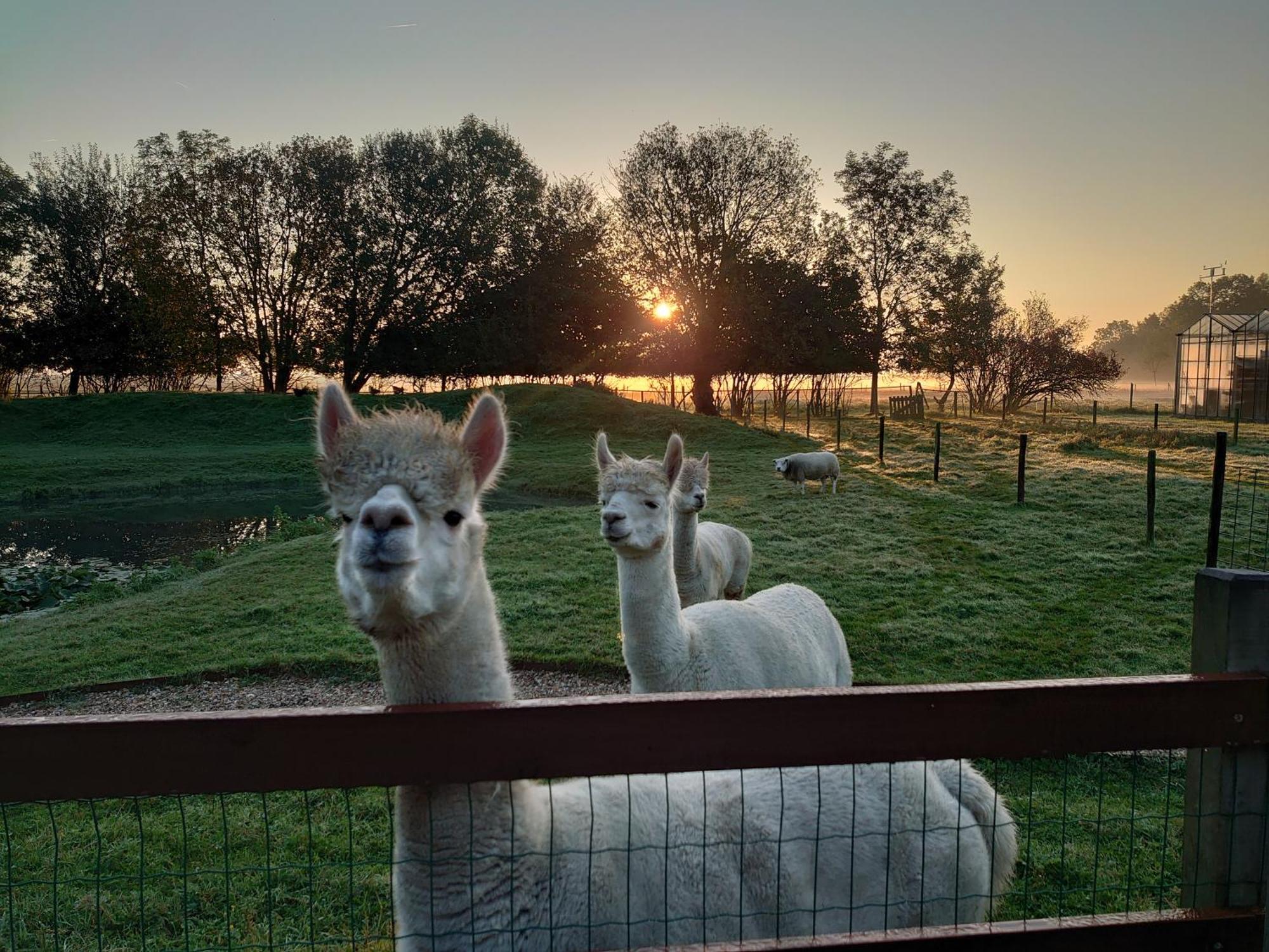 Hof Van Maldegem Kortgene Esterno foto